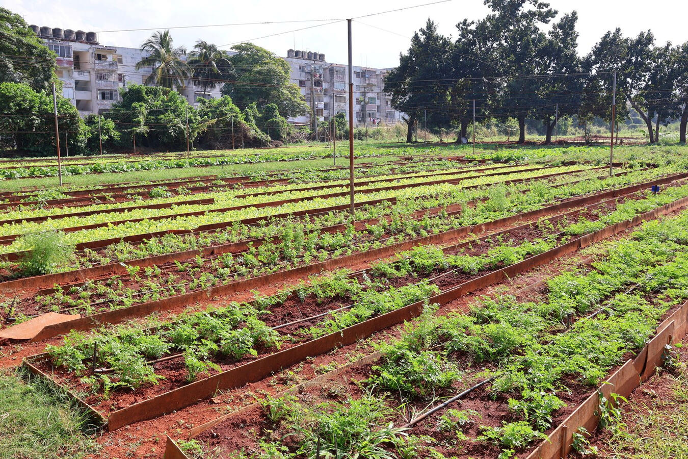 Rows of crops grow on a cooperative farm during the Cuba fellowship.