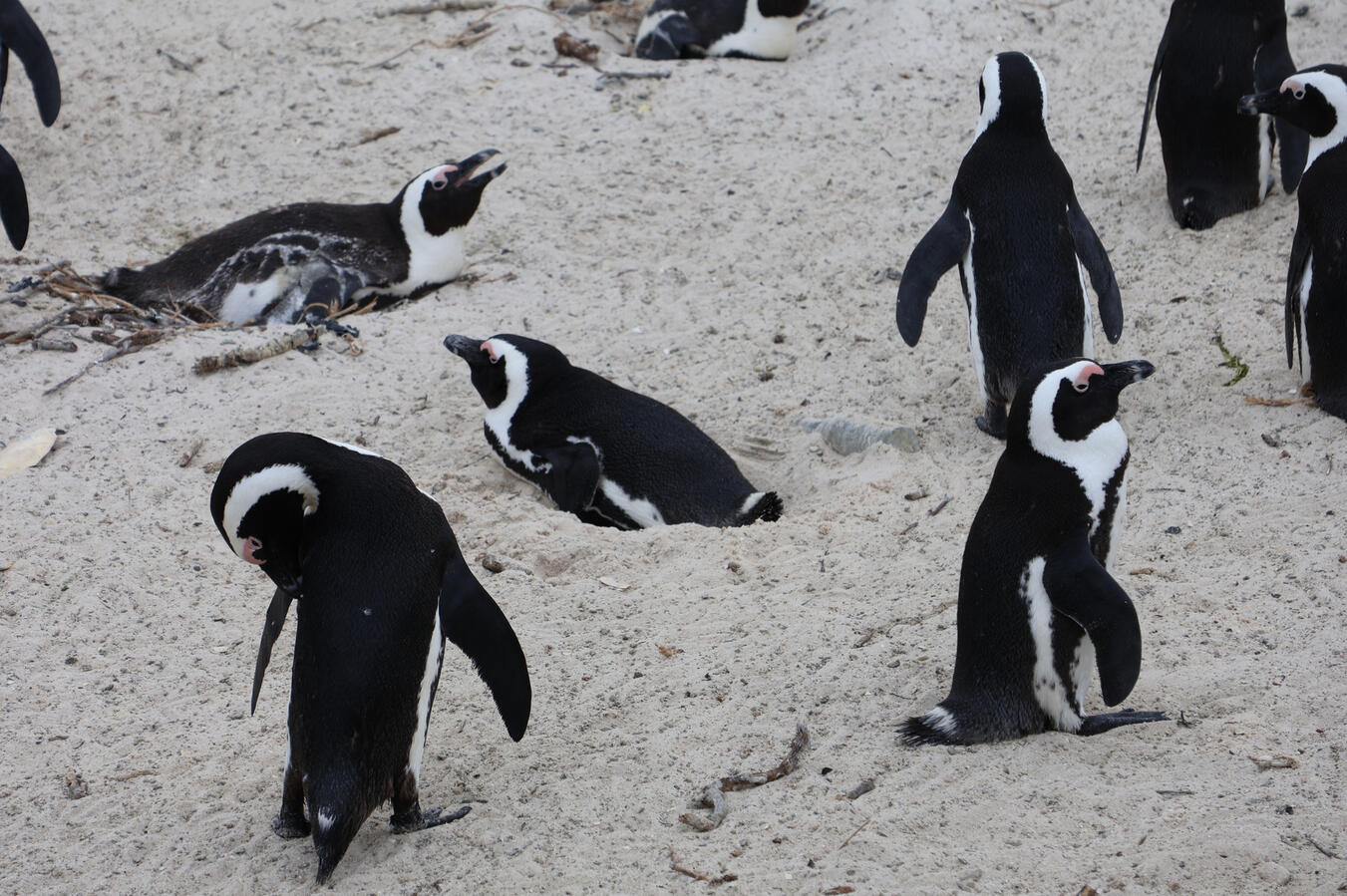 African Penguins on the Cape Coast A group of African penguins rests on a rocky beach along the Cape coast.